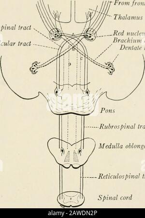 L'anatomie du système nerveux, du point de vue du développement et de la fonction . et surtout avec les réactions nécessaires pour maintenir ou rétablir une orientation spatiale équilibrée, connue sous le nom d'équilibre. Le chemin cérébello-rubro-spinal est le système de cliduction principalement concerné par ces réactions. Ce qui est peut-être la première preuve expérimentale directe de la fonction du thissystem a été donnée par Weed (1914). La rigidité des extenseurs, si caractéristique EFFERENT IA HIS ET I-I I I I I I I arcs 327 de chiens décerébratés, que Sherrington (1906) a clairement montré être une proprioce Banque D'Images