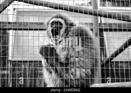 Cage cadenassée de l'orang-outan, l'abus des animaux sauvages, des singes Banque D'Images