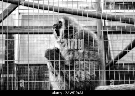 Cage cadenassée de l'orang-outan, l'abus des animaux sauvages, des singes Banque D'Images