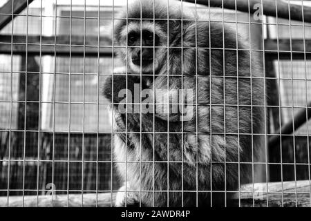 Cage cadenassée de l'orang-outan, l'abus des animaux sauvages, des singes Banque D'Images