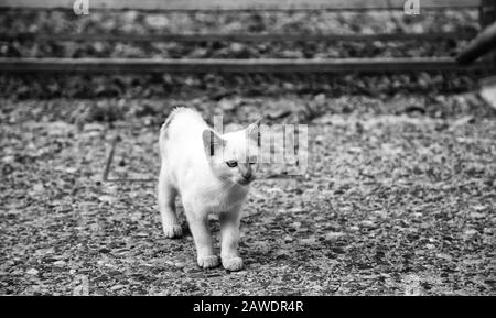 Les chats de la rue, détail d'animaux abandonnés Banque D'Images