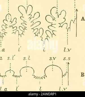 L'histoire naturelle de Cambridge . rian), coquille nautiloïde avec sutures simples. Sous-ordre 2. Animonoidea.— Shell multiforme, droite, courbée, spirale plate, ou turrétie, ligne suturale plus ou moins complexe, siphoncle simple. Certaines autorités maintiennent que les membres de ce grand sous-ordre, maintenant totalement éteints, appartiennent au Dil^ranchiata, au motif que le protoconch ressemble à celui de Sjpirula ratherque celui du Nautiloidée. D'autres considèrent à nouveau l'Am-monoidée comme un troisième et un ordre distinct de Céphalopoda. La théirdistribution s'étend du Silurien à (éventuellement) l'earlyTertiary. Aucun tracé n'a e Banque D'Images