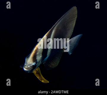 Un Poisson-Batfish À Nageoires Longues (Platax Teira) Banque D'Images