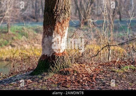 Arbres à nawed, arbre coupé par le castor eurasien, dégâts de castor. Banque D'Images