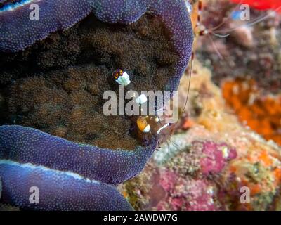 Crevettes Anemone Du Pacifique (Periglimenes Brevicarpalis) Banque D'Images