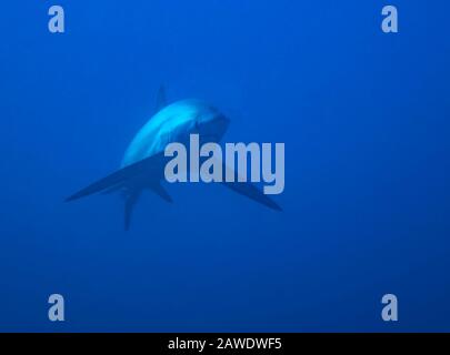 Requin Pélagique (Alopias Pelagicus) Banque D'Images