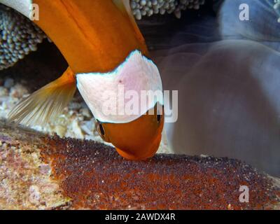 Saddleback Clownfish (Amphipirion polymnus) en regardant leurs œufs Banque D'Images