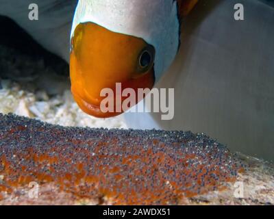 Saddleback Clownfish (Amphipirion polymnus) en regardant leurs œufs Banque D'Images