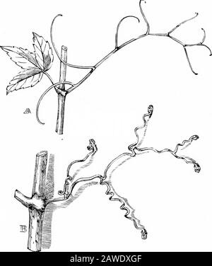 Aperçu du monde animé; ou, Science et littérature de l'histoire naturelle, pour l'école et la maison . Antenne tendril. Et, depuis la fin du tendril est fixé à une branche, il est évident que la tige doit être traînée plus près de l'objet que son tendril a attrapé. Ainsi, si une pousse de bryonyseise un support au-dessus de lui, la contraction du tendril arrache la tige dans la bonne direction. Ainsi, dans le respect de la puissance de la contraction en spirale donne un avantage au grimpeur-tendril sur les grimpeurs de feuilles qui n'ont pas de puissance de con-trinting, et donc, aucun moyen de les transporter-soi jusqu'à soutenir Banque D'Images