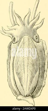 L'histoire naturelle de Cambridge . appid sur la coquille, la dernière chambre de wwicli contient la partie pos-antérieure du foie, avec wlicli themendjranous si])lnuicle est reliée. Fam. 2. Bchinnitidae.—Arms hookedas in Onyclioteuthis, fins large ; phrag-mocone droit, chambre initiale globu-lar, plus grande que la seconde, rostrumoften très long, investissant le pirag-mocone, pro-ostracum sabre- ou feuille- Fig. 2 iQ.—Sepia officinalis L., , , ^ ^ • i&gt; L 11 avec manteau coupé à l'avant arrondi et façonné, rarement avant ^^^^^^ position interdesservi, hdv-sac ])resent.—Bas Lias «ieil- x^- (les extrémités de t Banque D'Images