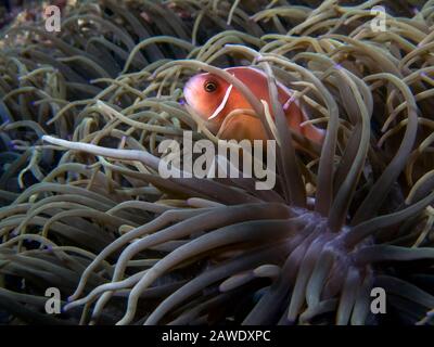 A Skunk Anemonefish (Amphipirion périderaion) Banque D'Images