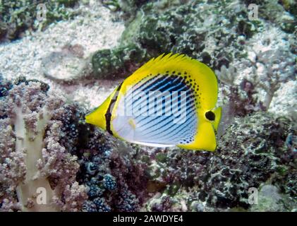 Un butterflyfish à queue localisée (Chaetodon ocellicaudus) Banque D'Images