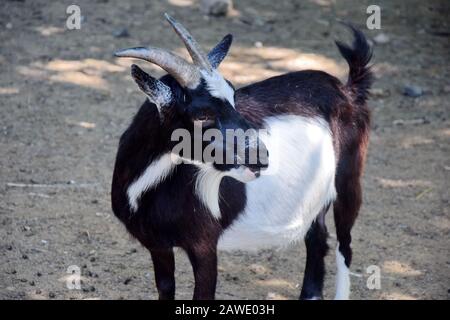 Petit Goat Sauvage Capra Aegarus Hircus Portrait Permanent Banque D'Images