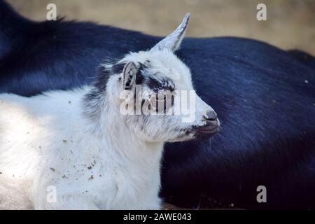 Petit Cub De Goat Sauvage Capra Aegarus Hircus Allongé Sur Les Mères Retour Banque D'Images