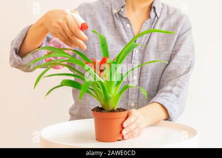 Une jeune femme pulvérisait la plante de Guzmania dans un pot sur fond neutre clair. Concept de soins aux plantes Banque D'Images