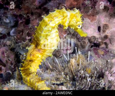 Un cheval jaune (Hippocampus kuda) Banque D'Images