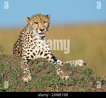 Cheetah féminin (Acinonyx jubatus) sur un termite, réserve nationale de Masai Mara, Kenya Banque D'Images