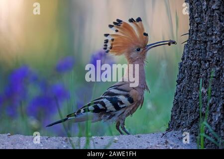 Hoopoe (Upupa epops), mâle avec araignée comme proie, transfert de nourriture à la femelle reproductrice, réserve de biosphère du Moyen-Elbe, Saxe-Anhalt, Allemagne Banque D'Images