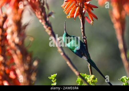 Sunbird Malachite Perché Sur La Tige De Fleur D'Aloès (Nectarinia Famosa) Banque D'Images