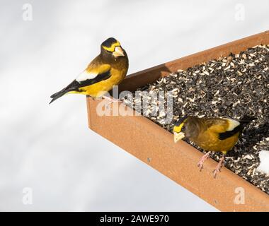 Deux grobbeaks de soirée mâles aux engraisseurs du parc Algonquin en février. ( Coccothraustes vespersicus) Banque D'Images