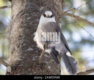 un jay gris sur une succursale sur un sentier dans le parc Algonquin. Aussi connu sous le nom de Perisoreus canadensis ou Canada Jay ou Whiskey Jack. Banque D'Images