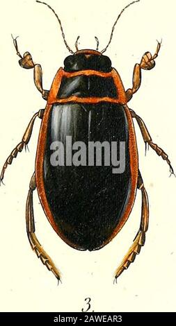 Iconographique et histoire naturelle des coléoptères d'Europe ; . Banque D'Images