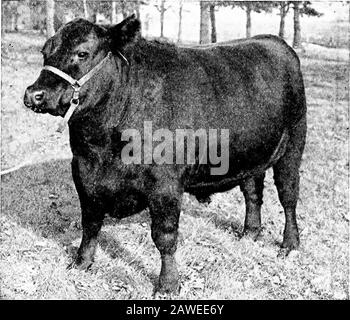 Agriculture productive . ns. Leur dépoposition est très calme et douce, et ils fatten facilement, éitheron de bons pâturages d'herbe bleue, ou dans les quartiers d'alimentation proches de la ceinture de maïs. Le boeuf est de la meilleure qualité, et les animaux engraissés apportent les prix les plus élevés du marché (Fig. 165).le bétail Galloway est aussi originaire d'Écosse, mais des districts therough du sud-ouest du pays. Likethe Angus bétail, le Galloway est noir et charme et a des jambes très courtes. Mais une différence marquée dans l'appearanceest due à la shaggie ou à la courbure des cheveux (Fig. 164). Les cheveux sont solongs et curaillés que le sk guéri Banque D'Images