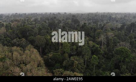 Forêt de Côte d'Ivoire à ADZOPE City. Le pays a perdu 80 pourcents de forêt en raison de plantations illégales. Banque D'Images