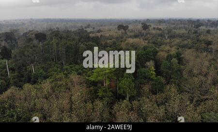 Forêt de Côte d'Ivoire à ADZOPE City. Le pays a perdu 80 pourcents de forêt en raison de plantations illégales. Banque D'Images