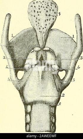 Les éléments anatomiques de Quain . sépare le théantérien de la surface postérieure est oblique. La dase de chaque cartilage arytenoïde est légèrement creusée, déhavant vers sa partie extérieure une surface lisse pour l'articulation avec le croidingcartilage. Deux de ses angles sont remarquablement proéminents, c'est-à-dire, externe, courte et arrondie, qui se projette vers l'arrière et vers l'extérieur, et dans lequel les muscles postérieurs et latéraux craco-arytenoïdes sont insérés (processus musculaire) ; l'autre antérieur, wdiich est plus pointé, et forme une projection horizontale vers l'avant, à laquelle le vrai cordon vocal correspondant est att Banque D'Images