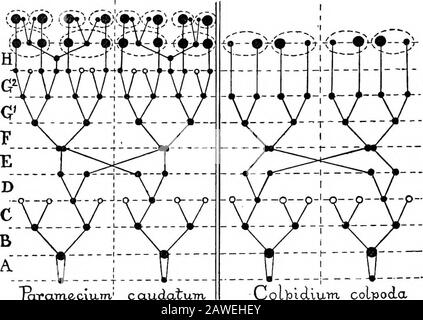 Une introduction à l'étude de l'anatomie comparative des animaux . icronulus (qui à ce stade n'est pas beaucoup plus petit que les macro-noyaux) divise mitotiquement, un de ses produits entrant dans chacun des deux fille Paramecia. Une deuxième division s'est rapidement suivie, comme auparavant, d'une division mitotique du micronoyau, alors que les macronucléi sont de nouveau des produits amongthe de division distribués passivement. Le résultat final est que chaque ex-gametea produit quatre paramecia normales contenant chacun un noyau macro et un micronoyau unique, tous deux dérivés du noyau de thécombination. Ces Para Banque D'Images