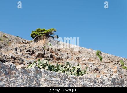 Arbre de conifères avec aiguilles vertes qui poussent parmi les pierres sur un flanc de montagne, jour ensoleillé, Grèce Banque D'Images