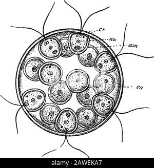 Une introduction à l'étude de l'anatomie comparée des animaux . dorina. Il semble qu'il y ait des colonies plus petites et plus largeres, produisant des gamètes plus grands et plus petits, et forme également intermédiaire dans la taille entre ces colonies. Il est statedque les gamètes plus grands ne se conjuguent jamais les uns avec les autres, butque les gamètes plus petits et de taille moyenne conjuguent avec le thelarger et aussi les uns avec les autres. Si c'est le cas, il y a au plus le début d'une différenciation en macrogameteset microgamètes, ou, comme on peut le dire, en femmes et en maleformes, en Pandorina. Numérisé par Microsoft® EUDORINA i8i Eudori Banque D'Images