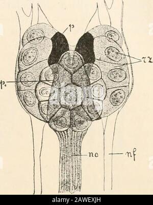 Livre de texte de l'anatomie comparée . idce montrent des particularités. Ils possèdent des twinopairs d'yeux composés, une paire frontale et une dans la région de la joue. Les yeux du même côté, cependant, doivent avoir procédé par division à partir de l'oeil unique de l'Amphpoda qui dans le Hypcridcc est très grand superficiellement. Structure Des Yeux.—l'œil non apparié était auparavant décrit comme un spot en forme de x, avec ou sans corps réfractif. Compte tenu de sa distribution générale dans l'Entomostraca, il est aussi calledthe Entomostracan oeil. Sa structure sera mieux illustrée les sous-moyens d'un exemple. Le f Banque D'Images