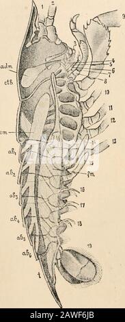 Texte-livre de l'anatomie comparée . muscles insérés dans chacun. La paire de muscles ventral ou sternal (sm) est attachée en avant au côté ventral du céphalique-thorax à une rangée de processus de l'exosquelette dirigés vers l'intérieur, et partlyliés ensemble par des crêtes transversales, un toit sur la partie thoracique de la cordelette ventriculaire et le vaisseau sous-neural. Les muscles longitudinaux postériorlythe sont insérés avec succes sur les côtés intérieurs du sternalsquelette des segments abdominaux. Les fibres de ce muscle sont tordues comme les brins d'une corde. Si la paire de sternal ou flexor Banque D'Images