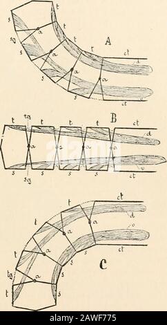 Livre de texte de l'anatomie comparée . Apseudes) ; les pandsdes crochets de CaprcllidcK ; et les glandes de ciment de caledcique de la femelle Decapoda, qui se trouvent sur le côté ventral de l'abdomen, et dont la sécration de durcissement sert à l'attachement des théœufs. Dans Tanais et la Corophiidce thesecretion de ce qui précède - mentionedglandes durcit dans l'eau, et prob-aide habilement, en cimentant togetherétrangère particules, à former la tubébhabité par ces animaux. Un intérêt particulier est revendiqué par la glandslaying dermique multicellulaire et théuni dispersée sous le chitinouscuticule du Corycccidcc (Copcpoda), parce que dans le TH Banque D'Images