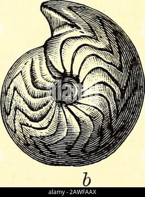 Un guide pour les animaux invertébrés fossiles dans le département de géologie et de paléontologie au British Museum (Natural History) . Banque D'Images