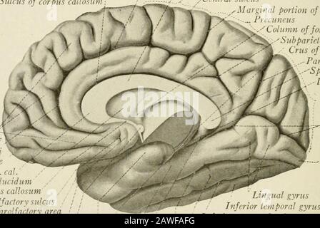 L'anatomie du système nerveux, du point de vue du développement et de la fonction . cerebralhémisphère des moutons. On voit que la région qui correspond à l'insula est à un niveau avec la surface générale de l'hémisphère; aucun opéculaont développé, et le sulcus latéral n'est qu'une rainure peu profonde (Fig. 173). 238 le SYSTÈME NERVEUX SYS I EM LES SURFACES MÉDIANES ET BASALES le lobe occipital vient plus d'être une entité structurale et fonctionnelle que n'importe lequel des autres lobes. Il correspond d'une manière générale à theregio occipitalis tel que décrit par Brodman (Figs. 216, 217). et c'est probab Banque D'Images