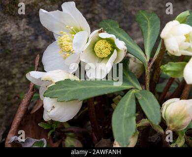 fleurs blanches de l'helleborus niger Banque D'Images