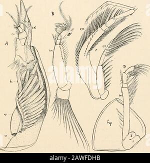 Livre de texte de l'anatomie comparée . Coeur de l'intestin; lim, cordelette ventrale; i, foie; l&gt;r, branchiale;W, lamelles de couvée; ov, oeufs dans la cavité de la couvée; bf, pieds thoraciques. * CRUSTACEA—EXTÉRIEUR ORGA NISA TIuN 319 le niaxillipede, sur lequel un appendice épipodial sous la forme d'une ferme platr hasété retenu (Fig. 217, F). L'Anisopoda s'écarte de bien des façons d'autres Isojioiln(Fig. 217, B-D), en particulier le genre Apseudes. Le pied thoracique antérieur (maxilli-jiede) (B) possède un grand appendice épipodial qui, par ses vibrations, provoque un courant iconiconsistant de l'eau dans la cavité respiratoire formée par les s Banque D'Images