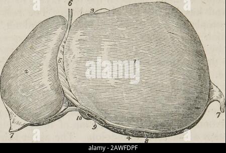 Un système d'anatomie humaine, général et spécial . chylopoïétique viscère, previouslyto son retour dans la circulation veineuse générale, et de sécréter l'afluid nécessaire à la chylifocation, la bile. C'est le plus grand organe du corps, pesant environ quatre livres, et mesurant à travers le diamètre itslongest d'environ douze pouces. Il est situé dans la région droite de l'hy-pocondrie, et s'étend à travers l'épigastrium dans la gauchthypocondrie, atteignant fréquemment par son extrémité gauche jusqu'à l'extrémité supérieure de la rate. Il est placé obliquement dans l'abdomen ; sa convexsurfnée regardant vers le haut et vers l'avant, et Banque D'Images