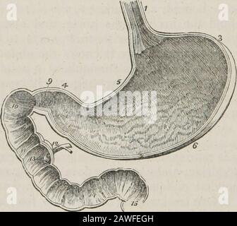 Un système d'anatomie humaine, général et spécial . s extrémité est une petite dilatation qui a été appelée par Willis theantrum du pylore. Les deux curvatures donnent l'attachement au thépéritoine; la courbe supérieure au petit omentum, et le plus bas au plus grand omentum. La surface antérieure ressemble à des upwrards et à des pupilles, et est en relation avec le diaphragme, qui le sépare des viscères du thorax et des six côtes inférieures, avec le lobe gauche du foie, et dans la région épigastrique, avec les abdominalpariètes. La surface postérieure est orientée vers le bas et vers l'arrière, et est en relation avec Banque D'Images