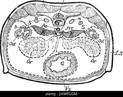 Une introduction à l'étude de l'anatomie comparée des animaux . t devrait être clairement comprise que les gouttières et autres organes qui semblent résider dans le ccelom sont inréalité externe à elle, étant séparés de celle-ci par le mesenterialfold. Cela sera clair si nous comparons l'abdomen de la mousse à un sac de sortie avec une doublure intérieure représentant le péritoine.L'intestin, etc., ne pas se trouver dans la cavité, enfermé par la doublure, mais sont placés entre la doublure et la paroi extérieure du sac. L'intestin se trouve dans un pli profond de la doublure qui projecttsdans la cavité, et les membres supérieurs ou suspensoires du Banque D'Images