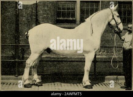 Le cheval : son élevage, ses soins et son traitement dans la santé et la maladie . ÉTALON DE PERCHERON, DRAGON. GELDING DE GRADE Percheron (Seize Ans) LE CHEVAL DE RACE TROTTTING 187 Quand Messenger a accusé aube la planche de gang, Hiram Woodruff a déclaré, la valeur de pas moins de cent millions de dollars a frappé notre sol. ^ le barrage de Rysdyks Hambletonian était un roadmare rapide, sired par Bellfounder, un trotter de Norfolk importés d'Angleterre en 1822, par James Boott, un riche marchand de Boston. Les trotters de Norfolk, en passant, werethe progéniteurs du hackney moderne, mais possessingbeaucoup plus d'endurance et de vim. Ils Banque D'Images