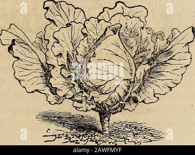 Manuel d'almanach et de jardin de Richard Frotscher pour les états du sud . Tôt Grand Oxheart. Début Winningstadt. Banque D'Images