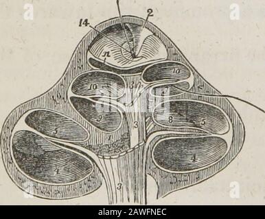 Un système d'anatomie humaine, général et spécial . il shell) forme la partie antérieure du labyrinthe, en réponse cor par son apex avec la paroi ante-rior de l'os pétroce, et sous sa base avec la dépressionantérieure au bas de la cul de sac de themeatus auditorius internus. Il s'agit d'un canal osseux et graduallytapeering, d'environ un pouce et demi de longueur, Ce qui fait deux tourniquets un demi-spirales autour d'un axe central appelé le modiolus.L'axe central ou le modiolus est grand près de sa base où il corre- * La cochlée divisée parallèle à son axe, à travers le centre du m Banque D'Images