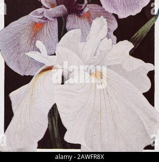 CMHobbs & Sons . Manica - Iris allemand Ce groupe fleurit en mai avec des combinaisons gagnantes de coloration; leaveslarge, épées. Nous avons un assort-ment des meilleures variétés. Prince Noir Iris. Une variété rare et nouvelle, les normes mûrissent le bleu-violet profond. Pourpre velouté tombe, très riche.Excellent. I. oiseau canari. Jaune vif, faible croissance. I. Candida. Blanc crémeux. I. Celeste. Grand bleu vif, fin. I. Dalmatica. Violet picotements lavande doux. 40 pouces de haut. I. Darius. Jaune fin. Excellent. I. Fantasy. Bleu clair. I. Florentina. Blanc, teinté de bleu et de jaune. I. sa Majesté. Les normes s'effilotent Banque D'Images