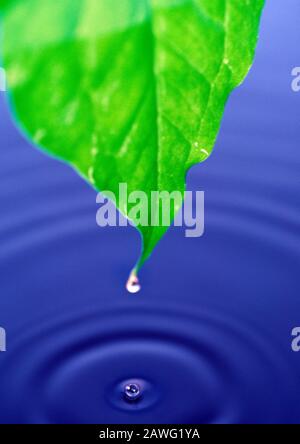 Zen et une gouttelette d'eau tombant de la feuille verte dans l'eau bleue Banque D'Images