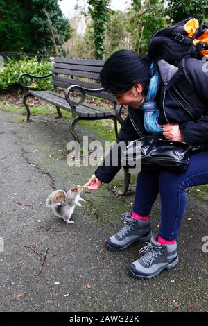Femme hispanique alimentant un écureuil gris de l'est (Sciurus carolinensis) dans le parc, Tonbridge, Kent Banque D'Images