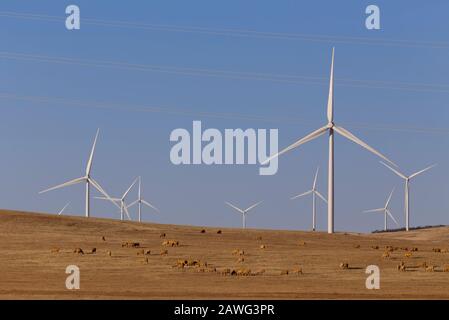 Les moutons paissent pacifiquement sous les pales tournantes des éoliennes à la ferme éolienne de Hornsdale près de Jamestown, en Australie méridionale Banque D'Images